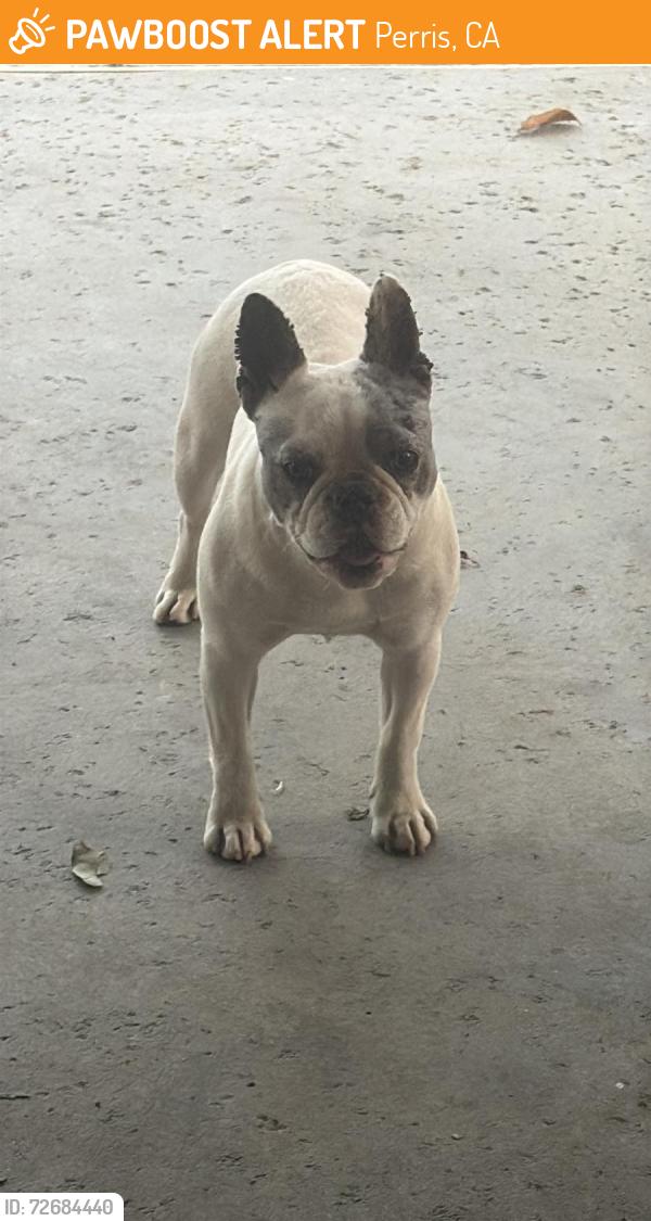 Found/Stray Female Dog last seen Perris , Perris, CA 92572