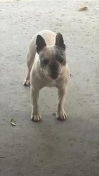 Found/Stray Female Dog last seen Perris , Perris, CA 92572