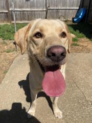 Found/Stray Female Dog last seen At the thorntons and Popeyes gas station looking for food , La Vergne, TN 37086