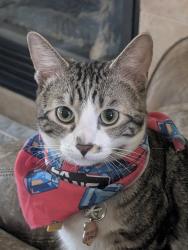 Lost Male Cat last seen Derby Creek way and Erie Stream Way (collar found here), Las Vegas, NV 89148
