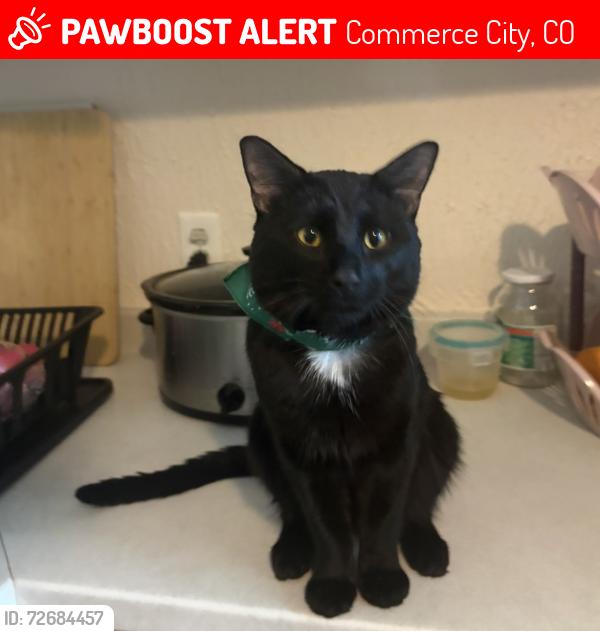 Lost Female Cat last seen 63rd and holly , Commerce City, CO 80022