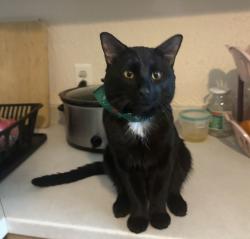 Lost Female Cat last seen 63rd and holly , Commerce City, CO 80022