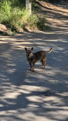 Found/Stray Male Dog last seen Canon drive/ Sky Oaks way 95030, Santa Clara County, CA 95030