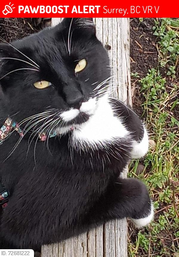 Lost Male Cat last seen Near st and 115 ave surrey bc Canada , Surrey, BC V3R 2V8