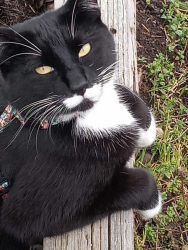 Lost Male Cat last seen Near st and 115 ave surrey bc Canada , Surrey, BC V3R 2V8