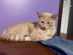 Lost Male Cat last seen Southwest drive, Jonesboro, AR 72401