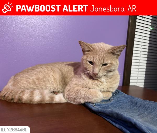 Lost Male Cat last seen Southwest drive, Jonesboro, AR 72401