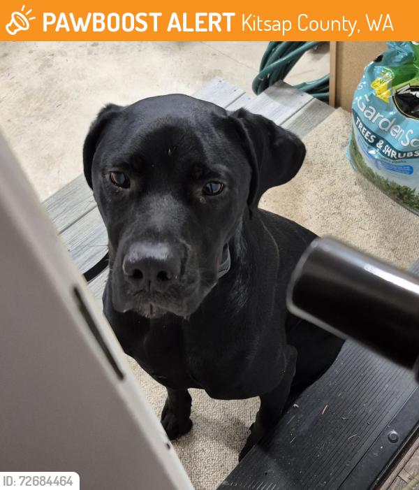Found/Stray Unknown Dog last seen Beach drive, Kitsap County, WA 98366