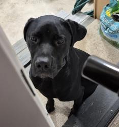Found/Stray Unknown Dog last seen Beach drive, Kitsap County, WA 98366