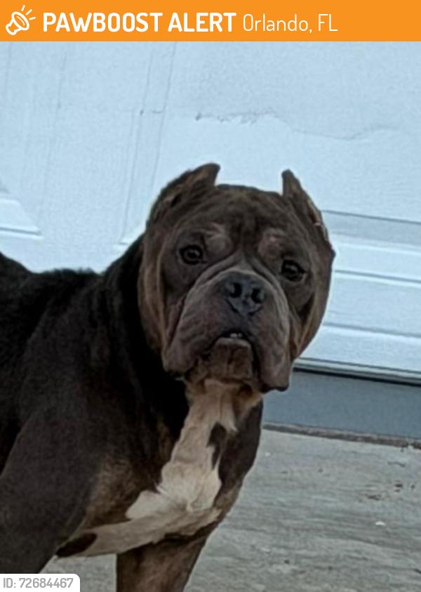 Found/Stray Male Dog last seen Near westbury dr orlando , Orlando, FL 32808