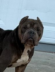 Found/Stray Male Dog last seen Near westbury dr orlando , Orlando, FL 32808