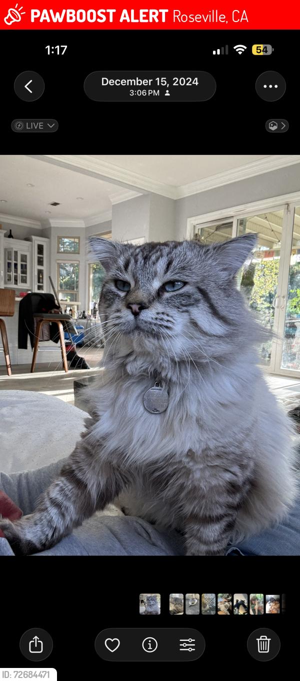Lost Male Cat last seen Granite Bay High School, Roseville, CA 95746