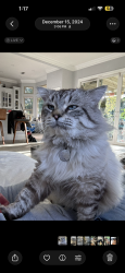 Lost Male Cat last seen Granite Bay High School, Roseville, CA 95746