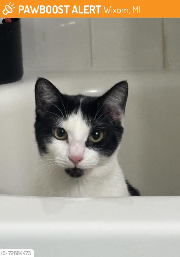 Found/Stray Unknown Cat last seen Village apmts , Wixom, MI 48393