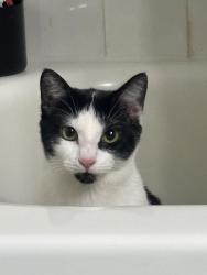 Found/Stray Unknown Cat last seen Village apmts , Wixom, MI 48393