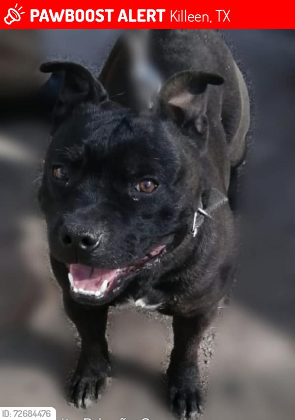 Lost Male Dog last seen Near magnum cir , Killeen, TX 76543