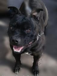Lost Male Dog last seen Near magnum cir , Killeen, TX 76543