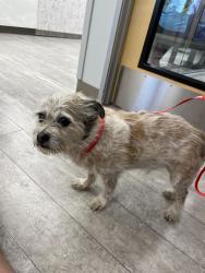 Found/Stray Male Dog last seen Court Ave and S Center St in Murray. Next to Center Court Senior Living, Murray, UT 84107