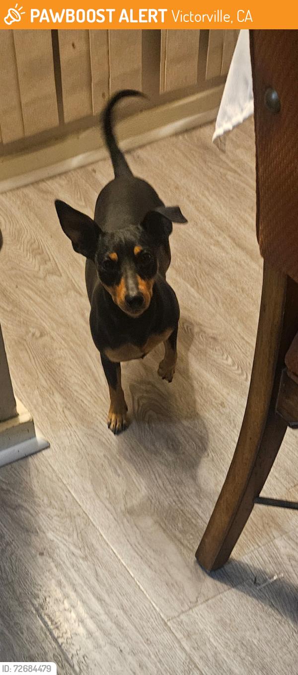 Found/Stray Female Dog last seen Between amethyst and cobalt , Victorville, CA 92307