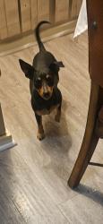 Found/Stray Female Dog last seen Between amethyst and cobalt , Victorville, CA 92307