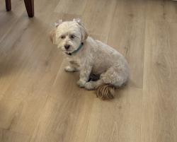 Lost Female Dog last seen anasazi & thomas ryan , Las Vegas, NV 89144