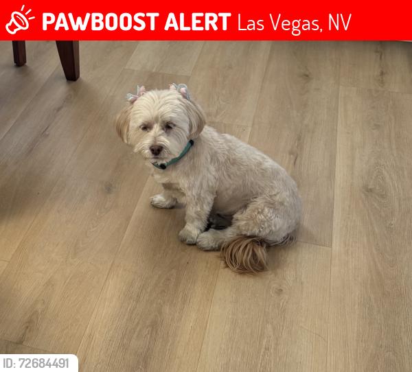 Lost Female Dog last seen anasazi & thomas ryan , Las Vegas, NV 89144