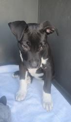 Found/Stray Female Dog last seen Manor Motel, Hawthorne, CA 90250