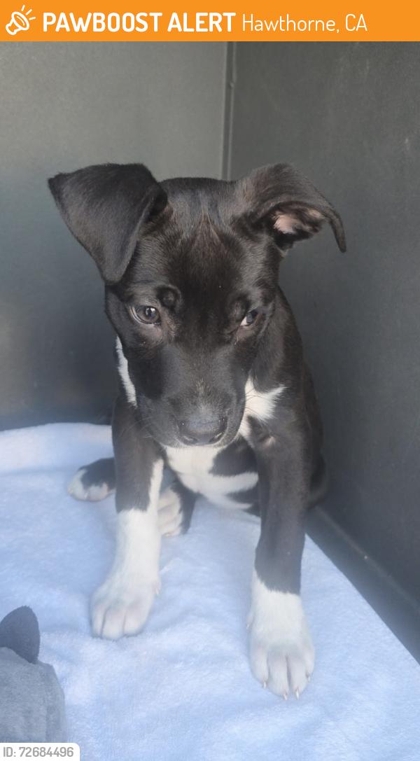 Found/Stray Female Dog last seen Manor Motel, Hawthorne, CA 90250