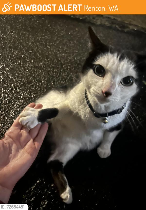 Found/Stray Female Cat last seen Renton coin shop, Renton, WA 98057