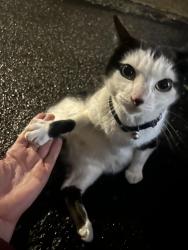 Found/Stray Female Cat last seen Renton coin shop, Renton, WA 98057
