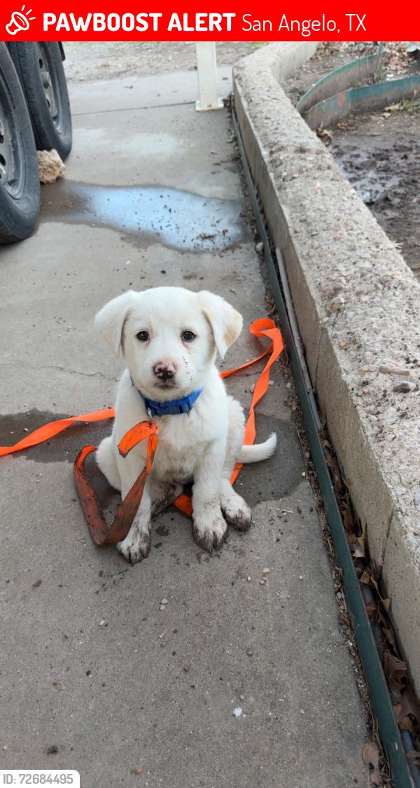 Lost Female Dog last seen Near E 38th St, San Angelo TX 76903, San Angelo, TX 76903
