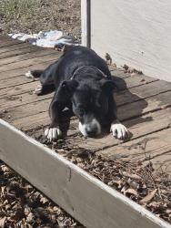 Found/Stray Female Dog last seen Rittiman and Harry Wurzbach, San Antonio, TX 78218