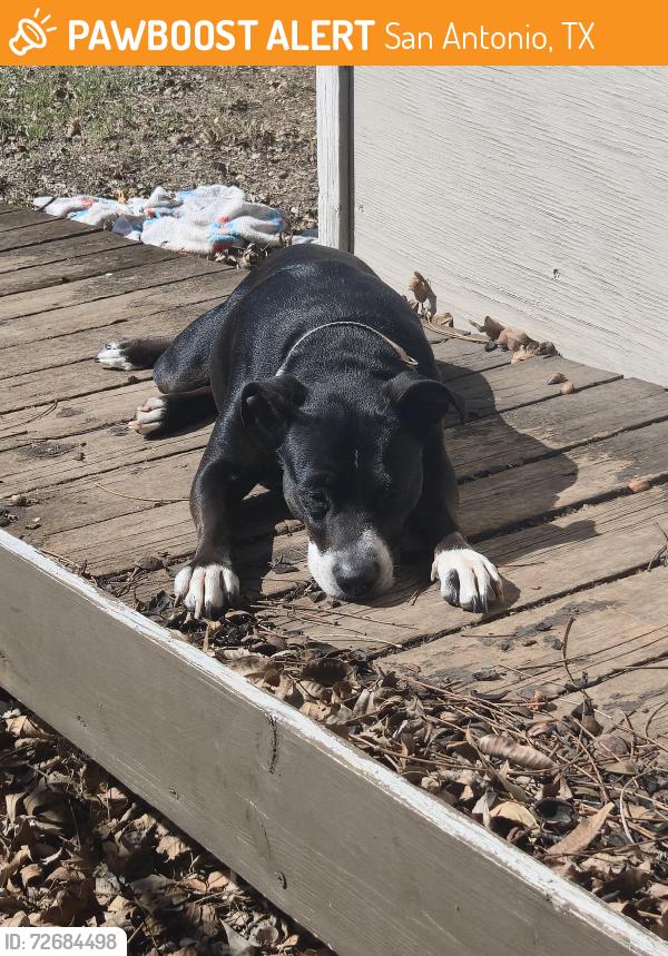 Found/Stray Female Dog last seen Rittiman and Harry Wurzbach, San Antonio, TX 78218