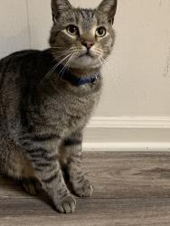 Found/Stray Unknown Cat last seen Walking near the pond at the chason ridge apmts. It has a blue collar but no tag. Has a scratch on his right paw , Fayetteville, NC 28314