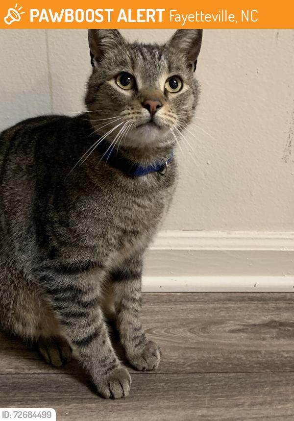 Found/Stray Unknown Cat last seen Walking near the pond at the chason ridge apmts. It has a blue collar but no tag. Has a scratch on his right paw , Fayetteville, NC 28314