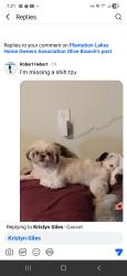 Reunited Female Dog last seen Hickory Dr, Olive Branch, MS 38654, USA, Olive Branch, MS 38654