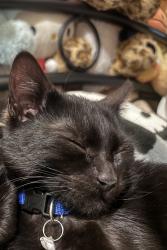 Lost Male Cat last seen Near morris ave , The Bronx, NY 10456