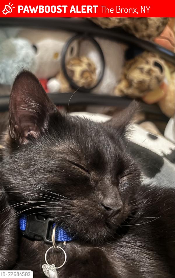 Lost Male Cat last seen Near morris ave , The Bronx, NY 10456