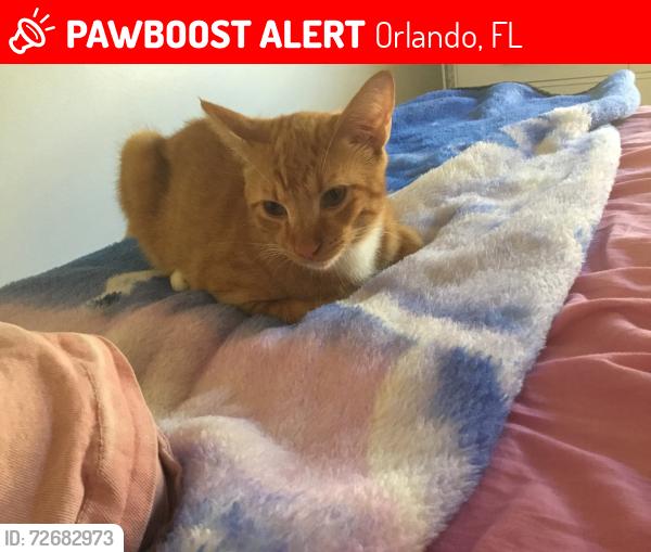 Lost Male Cat last seen Florida mall, Orlando, FL 32809