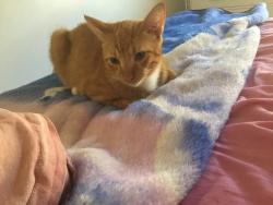 Lost Male Cat last seen Florida mall, Orlando, FL 32809
