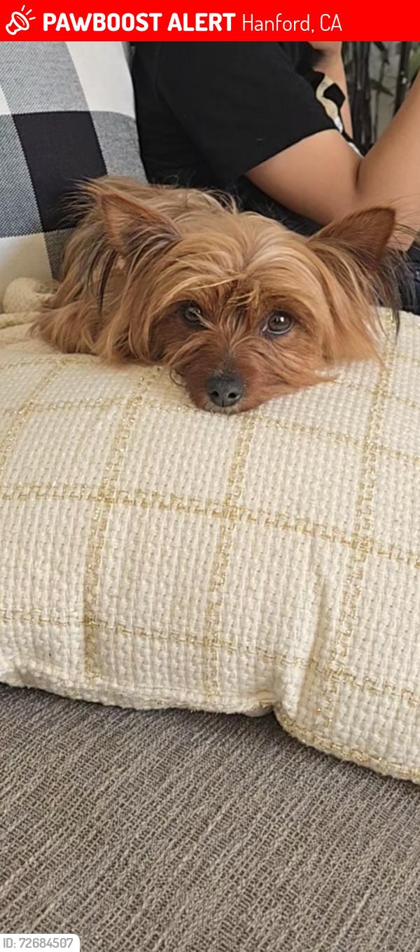 Lost Female Dog last seen Nicole ave and marconi, Hanford, CA 93230