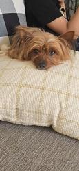 Lost Female Dog last seen Nicole ave and marconi, Hanford, CA 93230