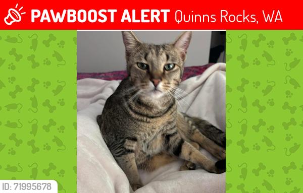 Lost Male Cat last seen Marmion ave, Quinns Rocks, WA 6030