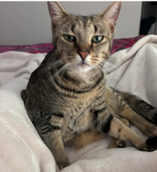 Lost Male Cat last seen Marmion ave, Quinns Rocks, WA 6030