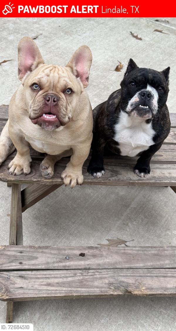 Lost Male Dog last seen Country Acres Lindale, Tx, Lindale, TX 75771