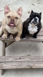 Lost Male Dog last seen Country Acres Lindale, Tx, Lindale, TX 75771