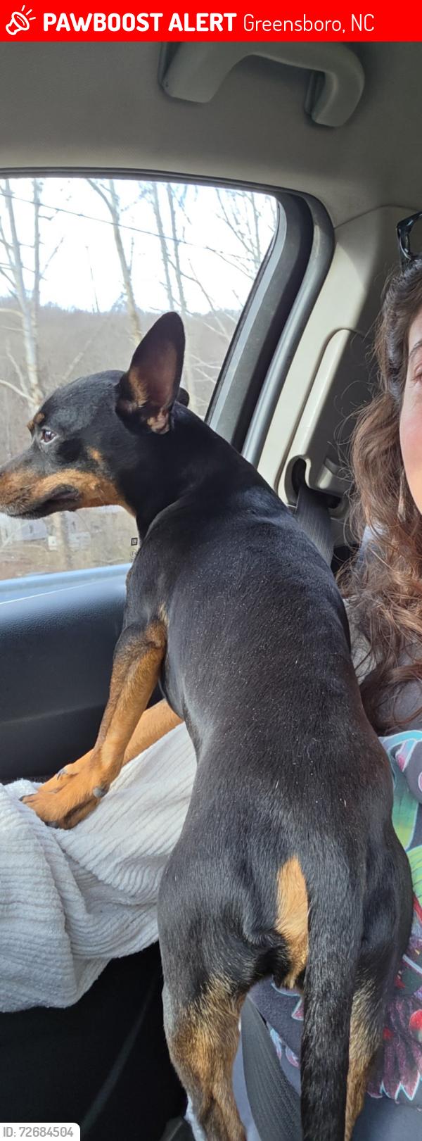 Lost Male Dog last seen Plesant Garden and Vandallia road, Greensboro, NC 27406