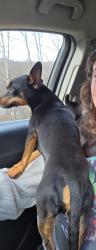 Lost Male Dog last seen Plesant Garden and Vandallia road, Greensboro, NC 27406