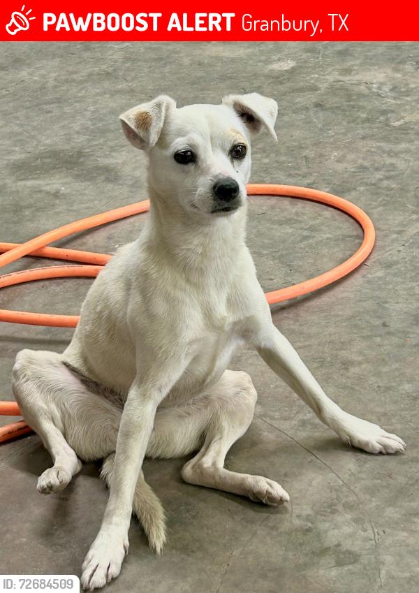 Lost Female Dog last seen  Hwy 377 near Tolar; , Granbury, TX 76048