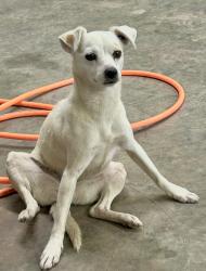 Lost Female Dog last seen  Hwy 377 near Tolar; , Granbury, TX 76048